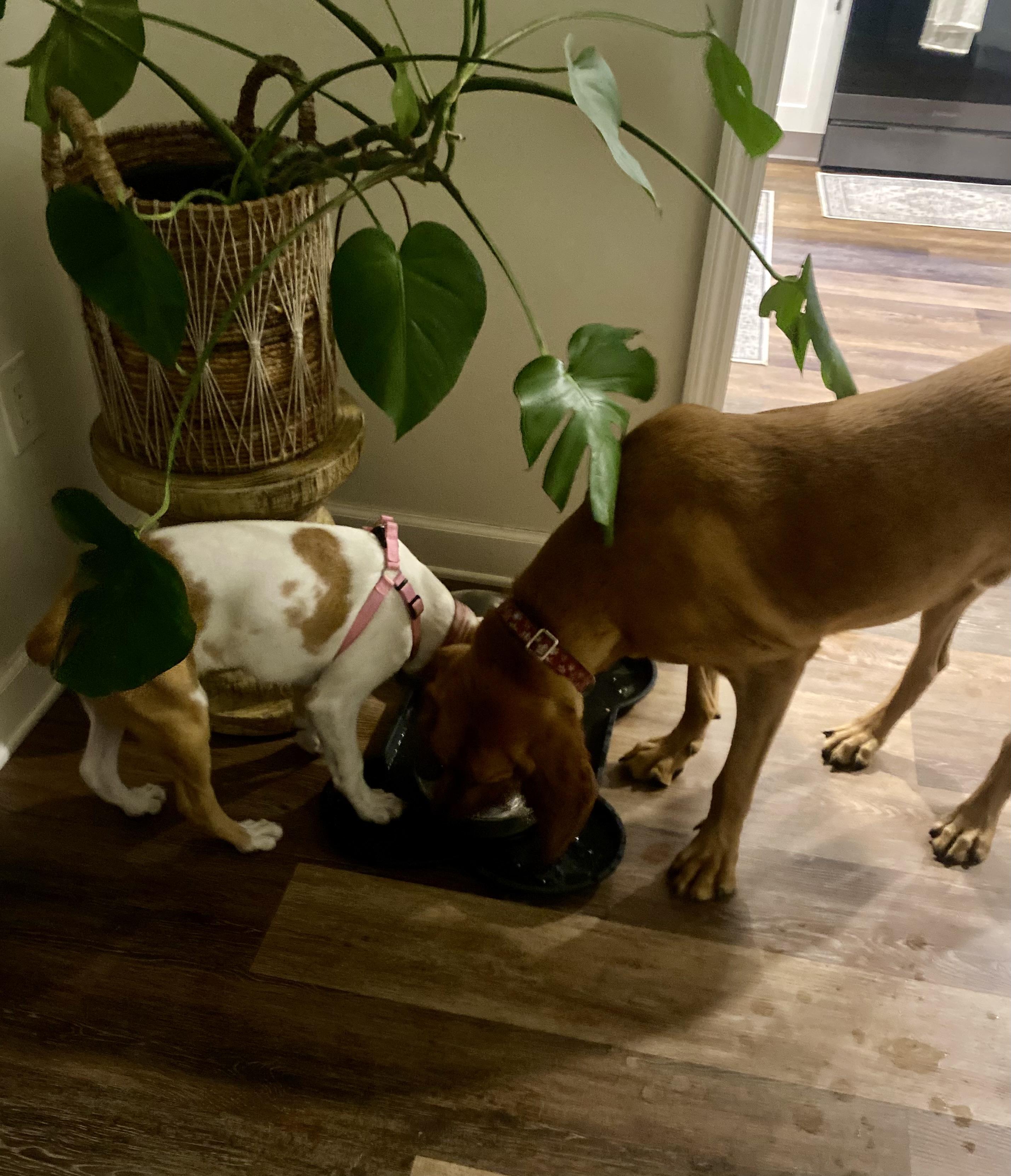 Willow, a ADOPTABLE Catahoula Leopard Dog in Palm Harbor, FL image 5/6