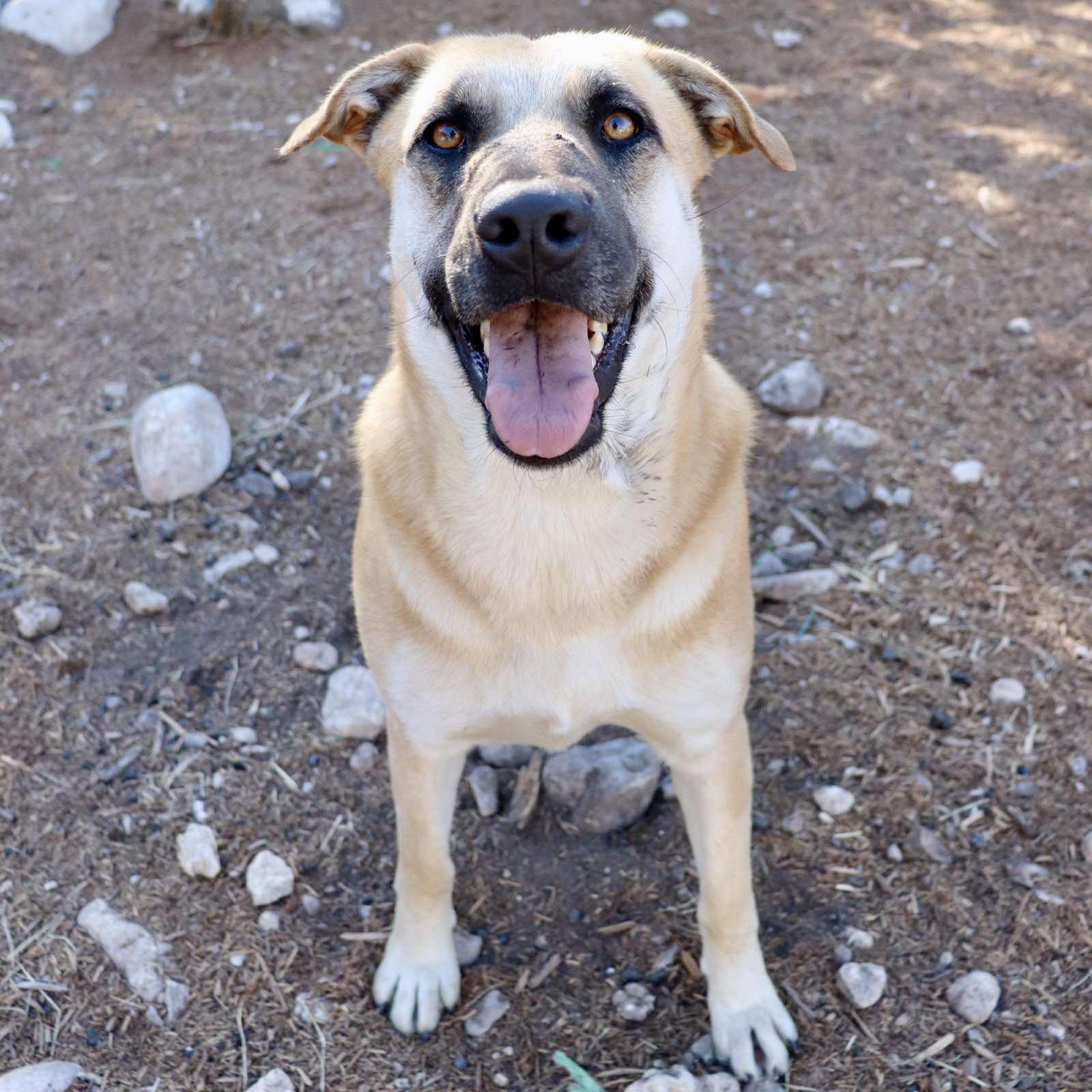 Enlarge Holly Berry, a Adoptable mixed breed in Paramus, NJ image 4/6