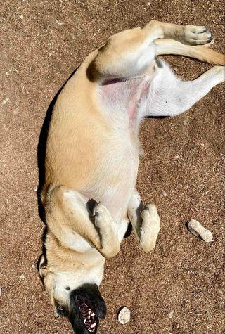 Holly Berry thumbnail 3