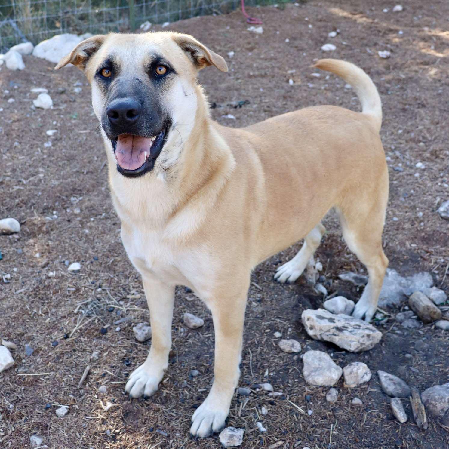 Enlarge Holly Berry, a Adoptable mixed breed in Paramus, NJ image 2/6