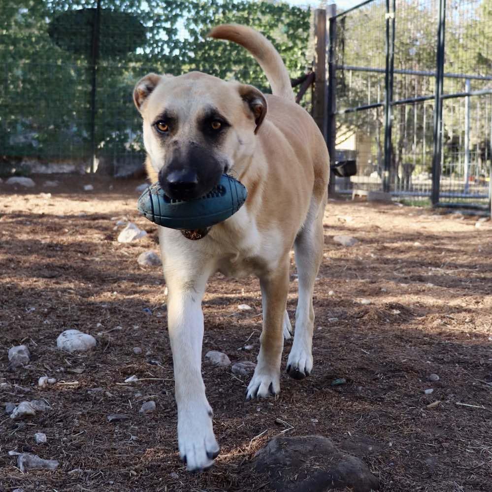 Enlarge Holly Berry, a Adoptable mixed breed in Paramus, NJ image 3/6