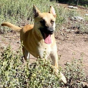 Enlarge Holly Berry, a Adoptable mixed breed in Paramus, NJ image 1/6