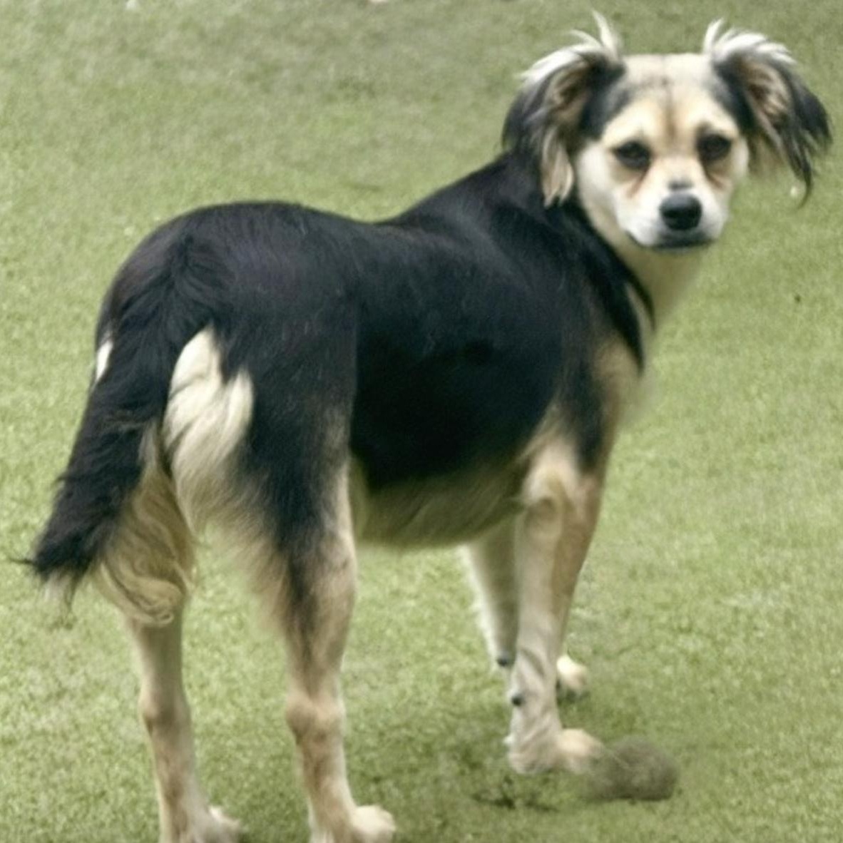 Harrow, a Adoptable mixed breed in dickson, TN image 2/6