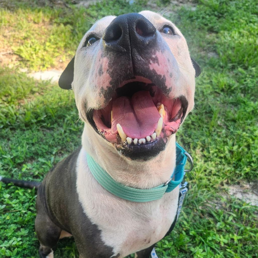 Koda, Adoptable, Adult Male Mixed Breed.