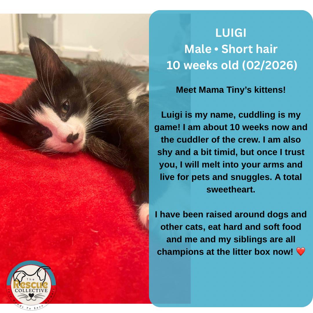 Luigi, ADOPTABLE, Kitten Male Domestic Short Hair.