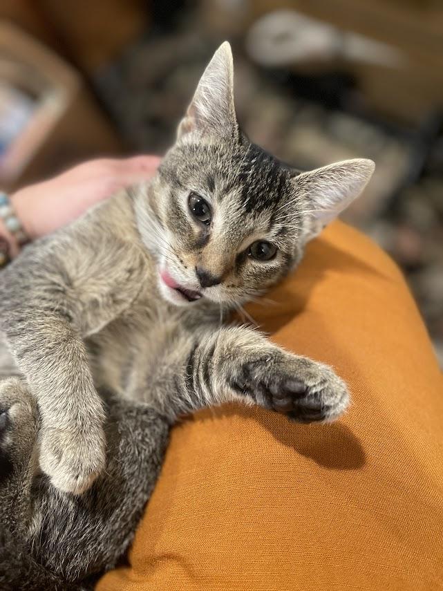 Enlarge Cinderella CM 7/25, a Adoptable Tabby in Farmington Hills, MI image 4/5