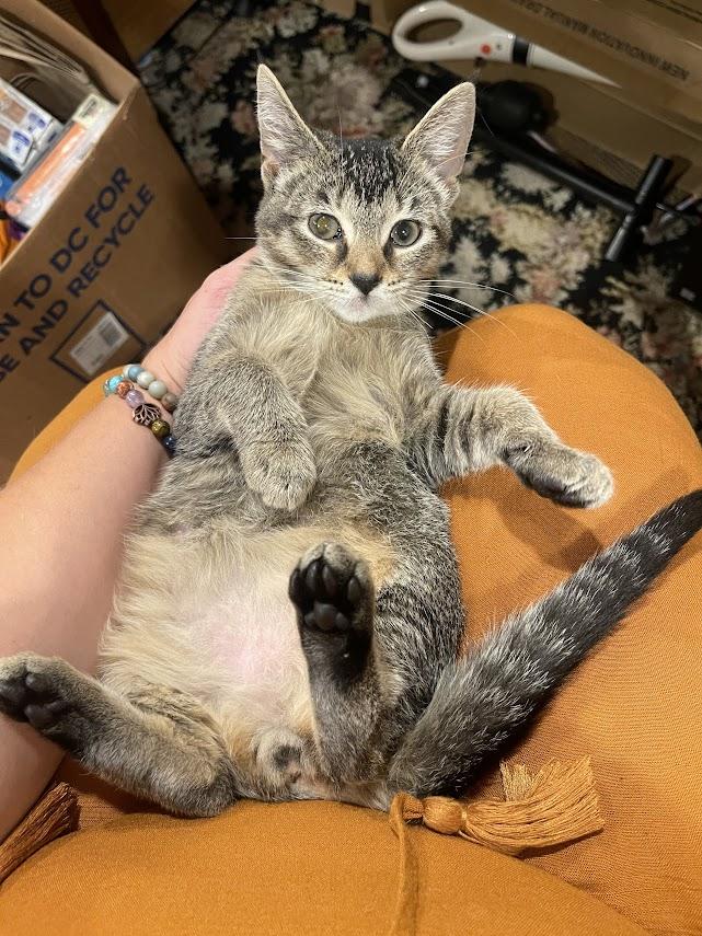 Enlarge Cinderella CM 7/25, a Adoptable Tabby in Farmington Hills, MI image 2/5