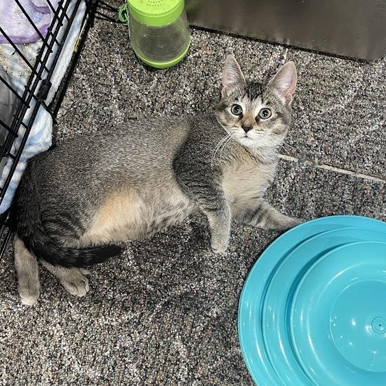 Enlarge Cinderella CM 7/25, a Adoptable Tabby in Farmington Hills, MI image 3/5