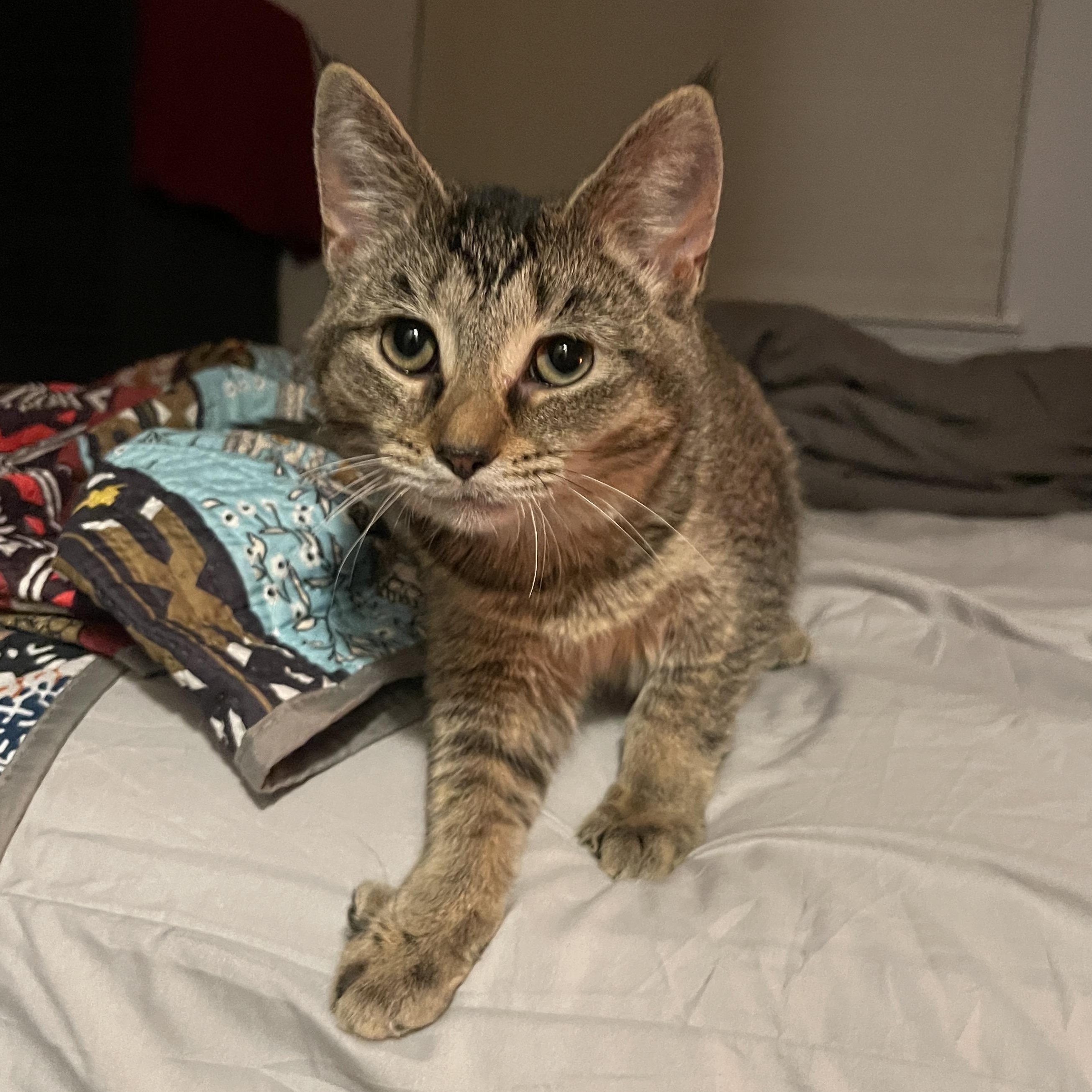 Enlarge Cinderella CM 7/25, a Adoptable Tabby in Farmington Hills, MI image 1/5