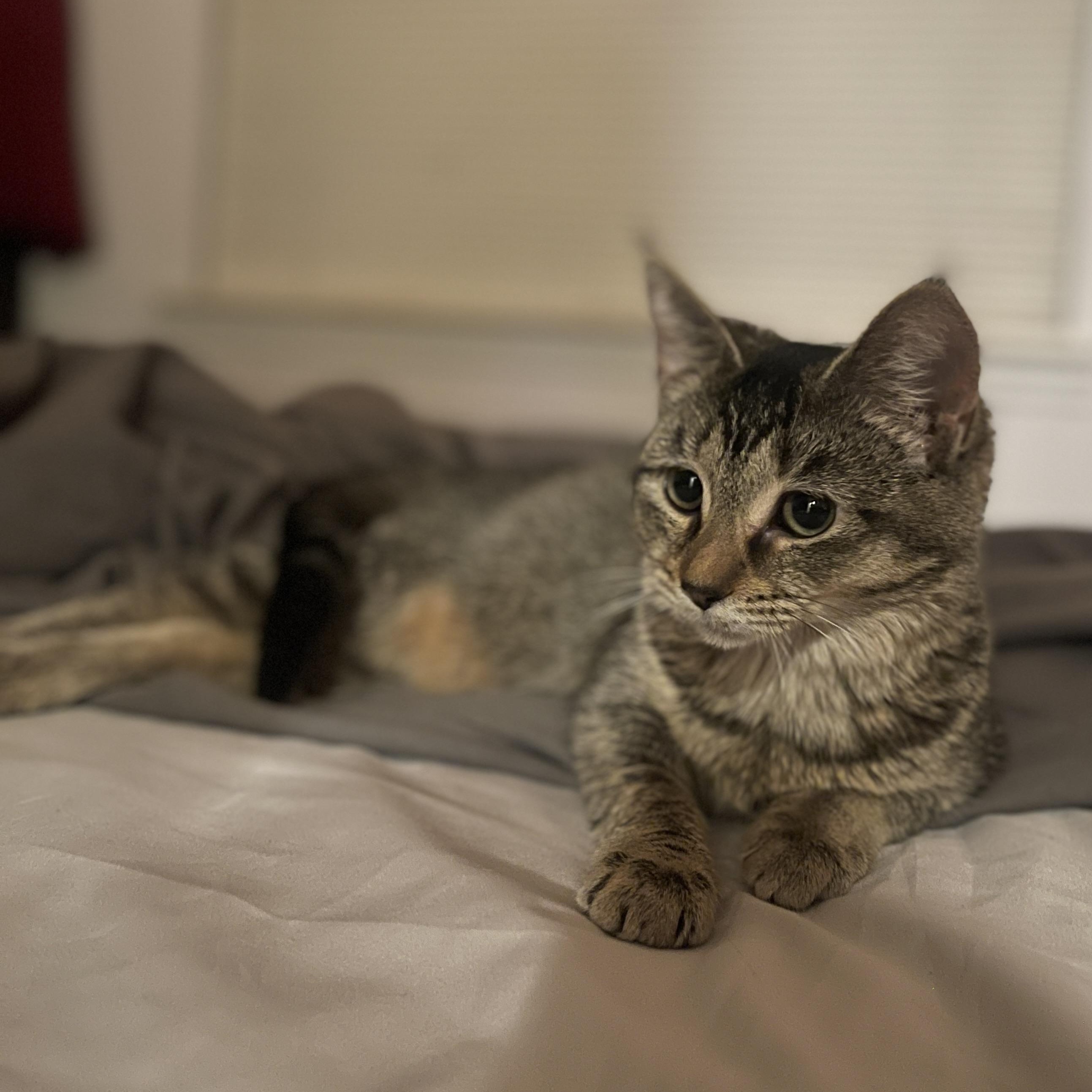 Enlarge Cinderella CM 7/25, a Adoptable Tabby in Farmington Hills, MI image 5/5