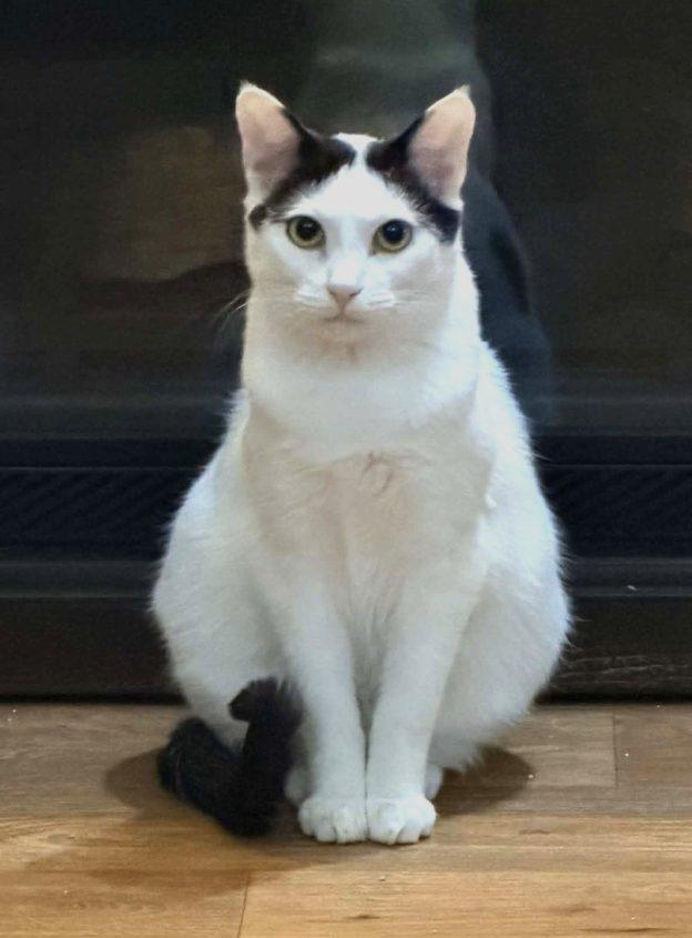 Enlarge Ethan, a ADOPTABLE Domestic Short Hair in Kenai, AK image 1/1