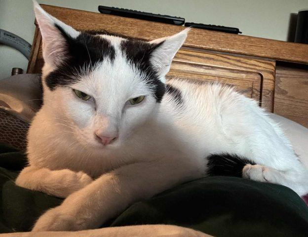 Enlarge Ethan, a ADOPTABLE Domestic Short Hair in Kenai, AK image 1/1