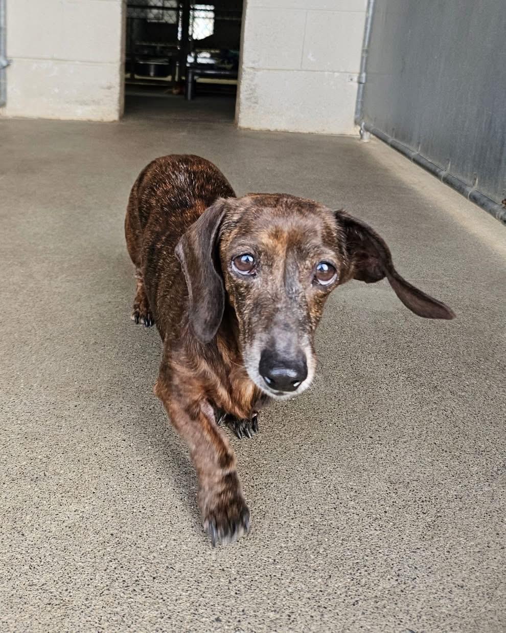 Maggie, Adoptable, Adult Female Dachshund.