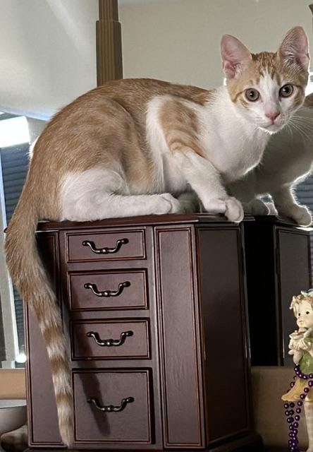 Enlarge Declan bonded to Kevy, a ADOPTABLE Domestic Short Hair in Portland, OR image 4/4