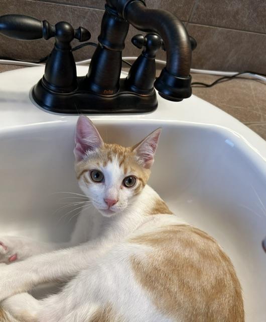 Declan bonded to Kevy, ADOPTABLE, Kitten Male Domestic Short Hair.