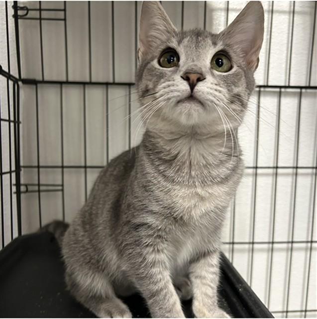 KAREN, Adoptable, Kitten Female Domestic Short Hair.