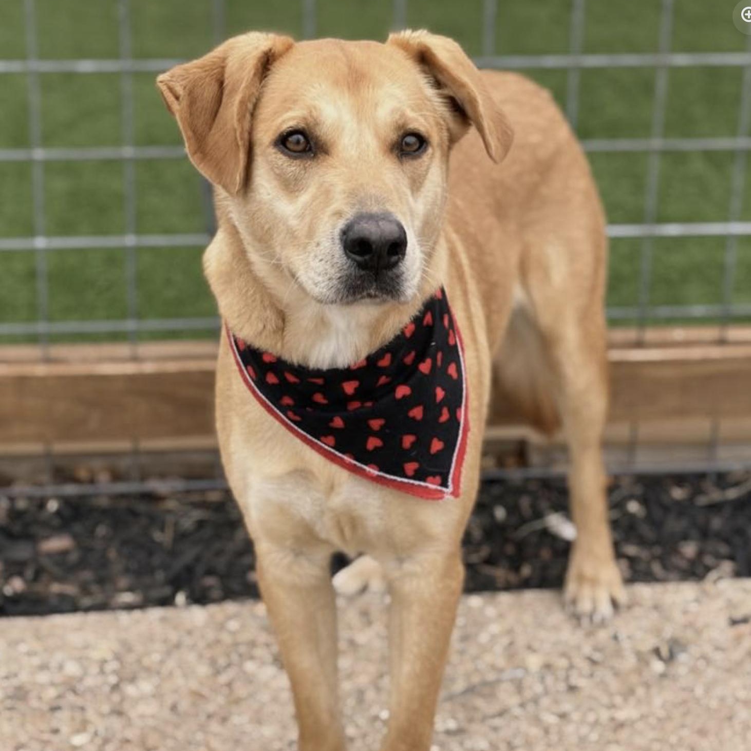 Enlarge Charko, a ADOPTABLE mixed breed in Boston, MA image 4/5