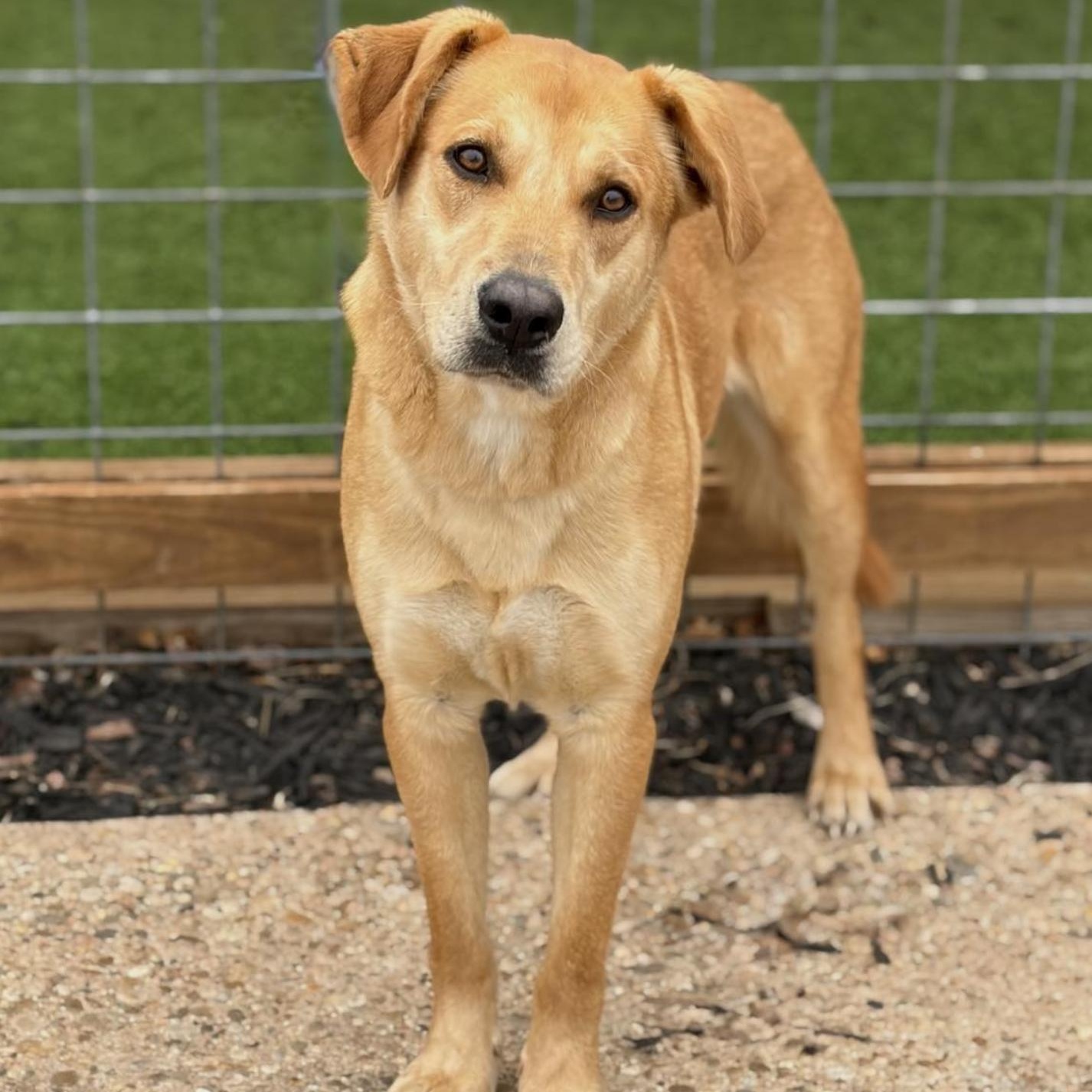 Charko, ADOPTABLE, Young Male Labrador Retriever.