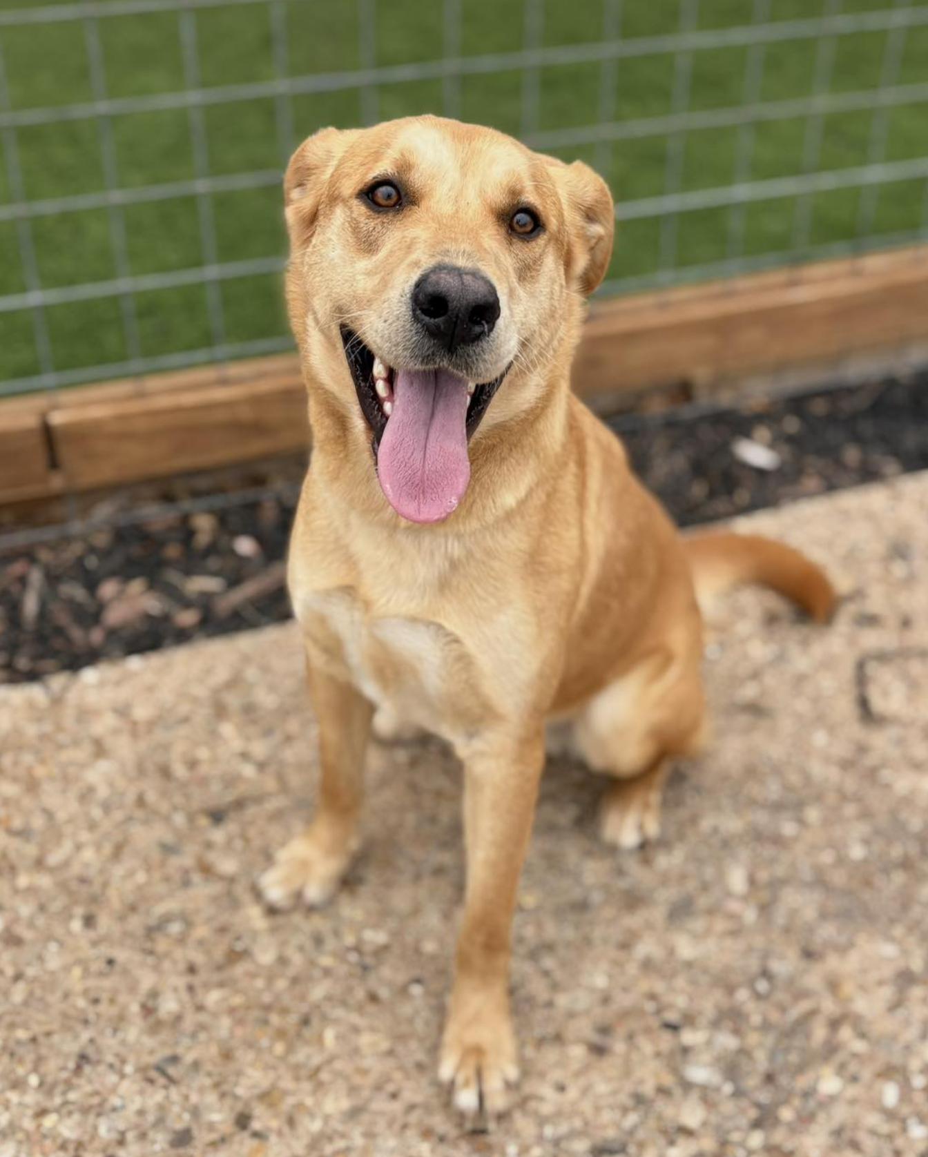 Enlarge Charko, a ADOPTABLE mixed breed in Boston, MA image 5/5