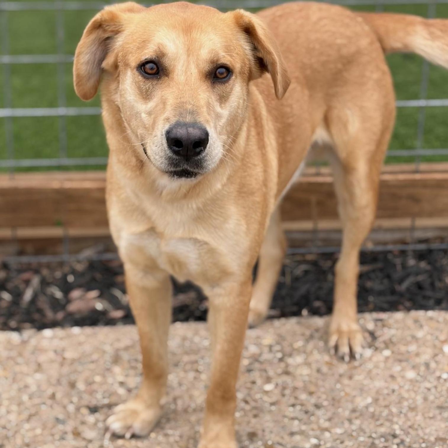 Enlarge Charko, a ADOPTABLE mixed breed in Boston, MA image 2/5