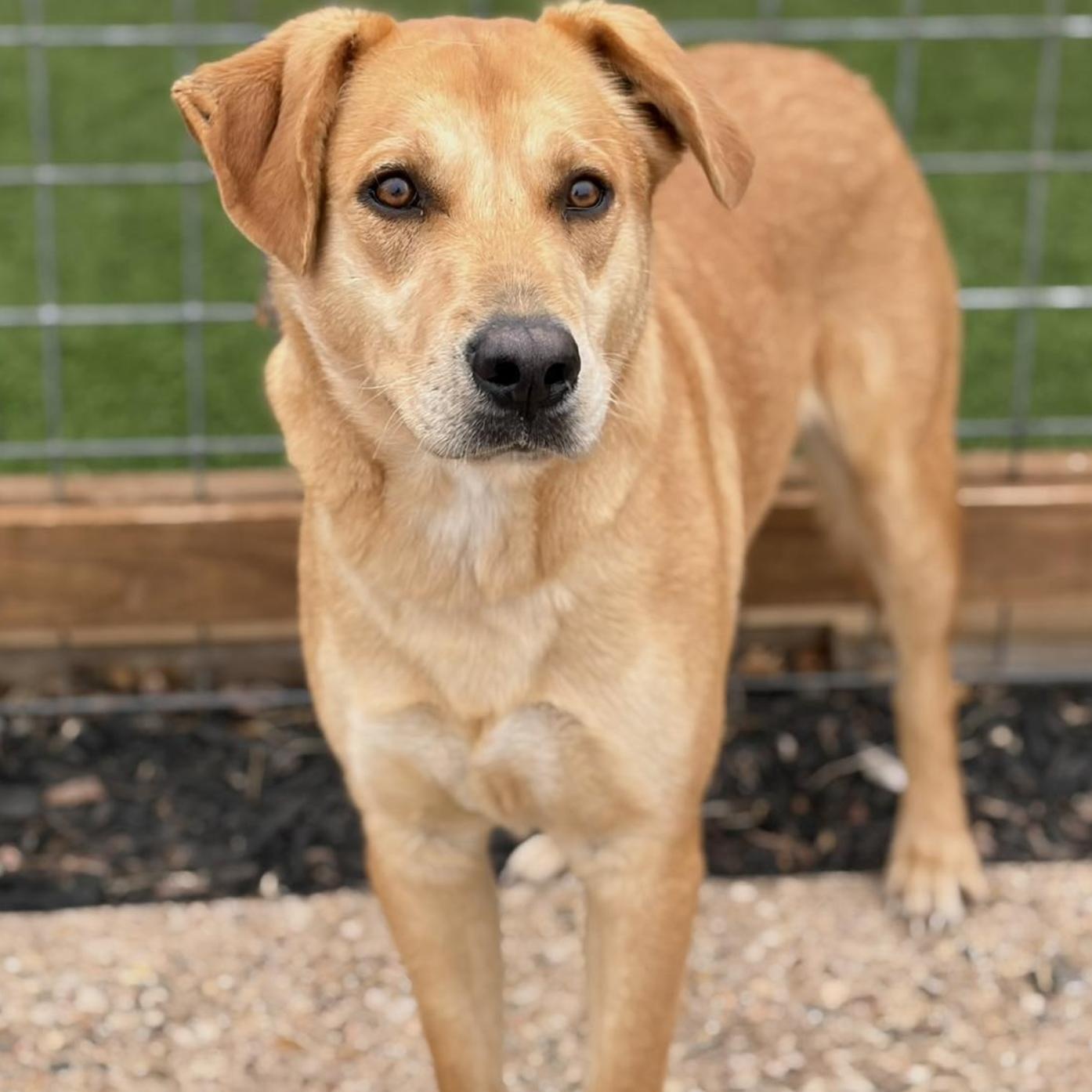 Enlarge Charko, a ADOPTABLE mixed breed in Boston, MA image 3/5