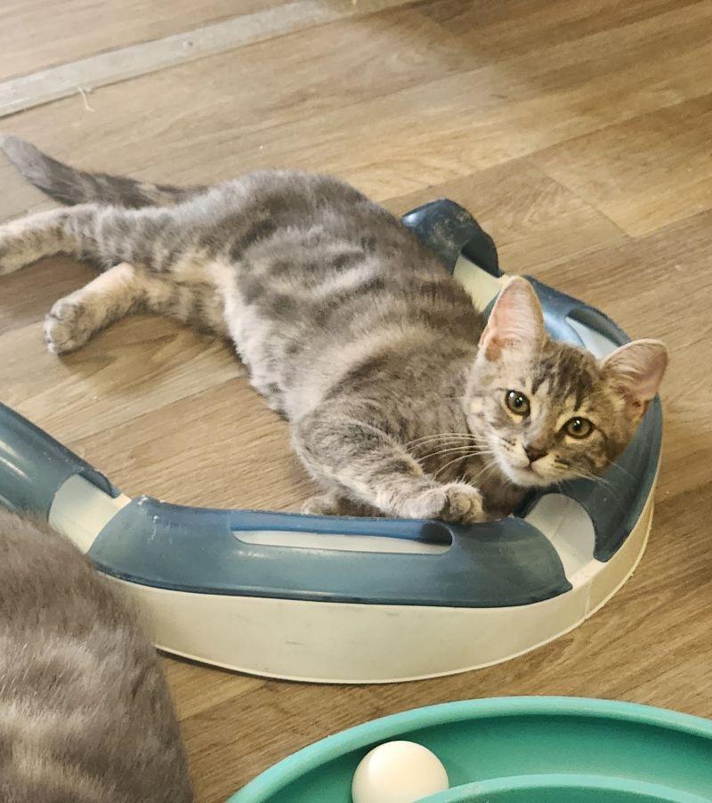 Kitten 27981(Peeta), Adoptable, Kitten Female Tabby.