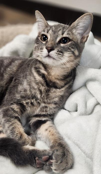 Enlarge Kitten 27981(Peeta), a Adoptable Tabby in Parlier, CA image 2/5