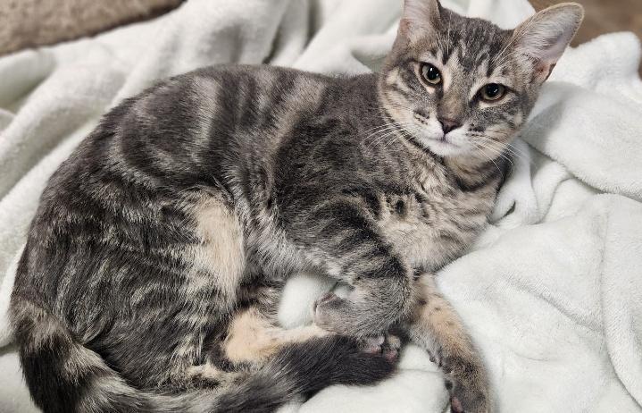 Enlarge Kitten 27981(Peeta), a Adoptable Tabby in Parlier, CA image 3/5