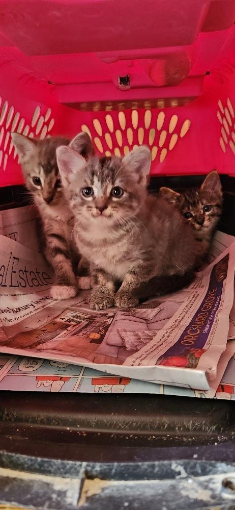 Enlarge Kitten 27981(Peeta), a Adoptable Tabby in Parlier, CA image 4/5