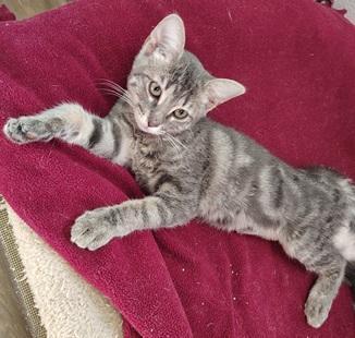 Enlarge Kitten 27981(Peeta), a Adoptable Tabby in Parlier, CA image 5/5