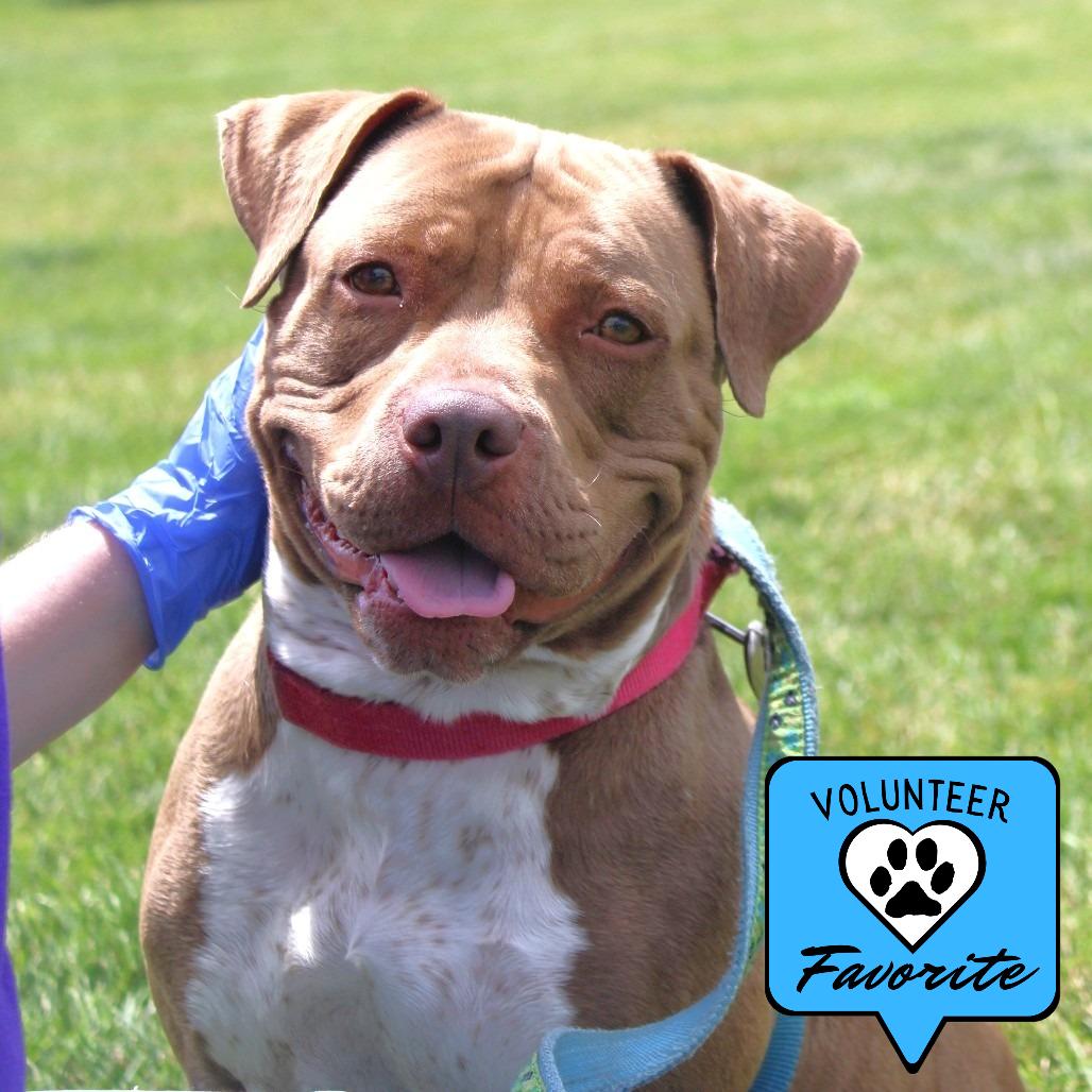 Queen, Adoptable, Adult Female Pit Bull Terrier.