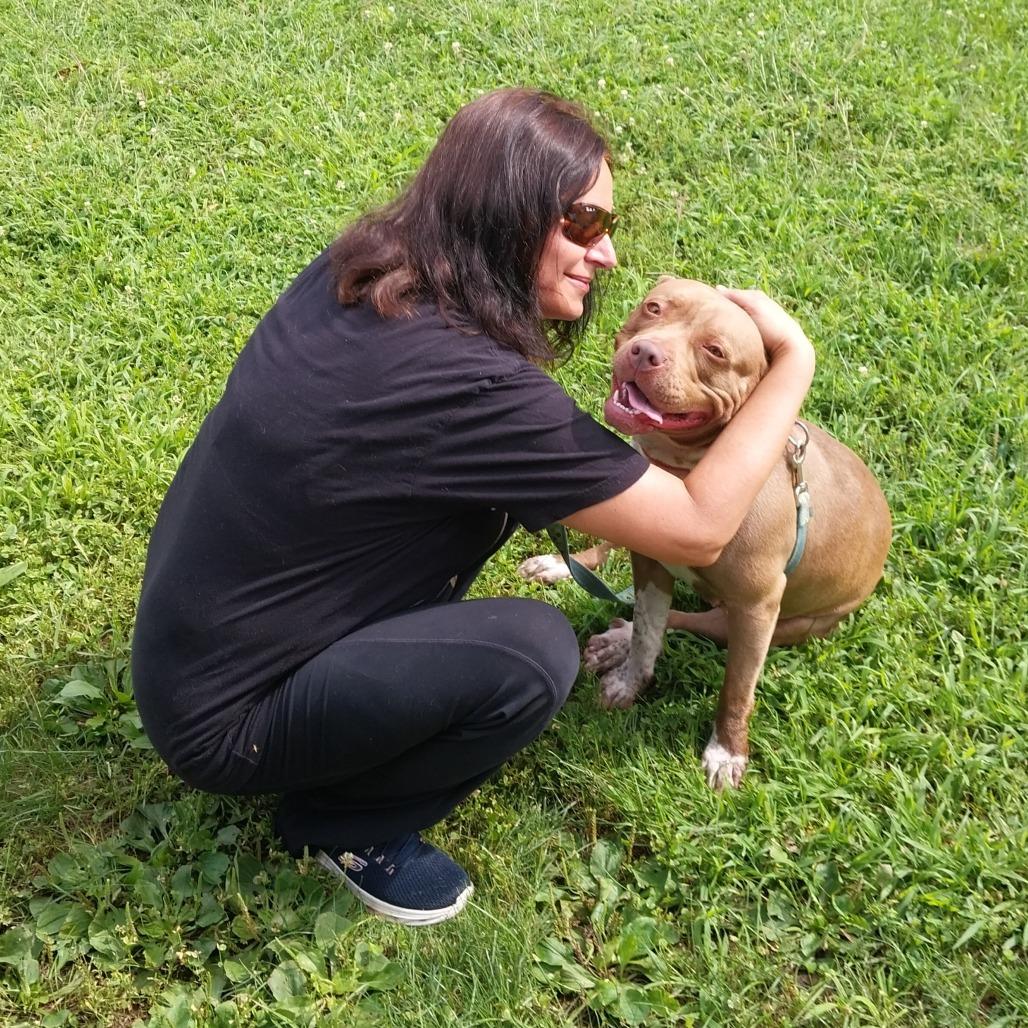 Enlarge Queen, a Adoptable Pit Bull Terrier in Champaign, IL image 2/4