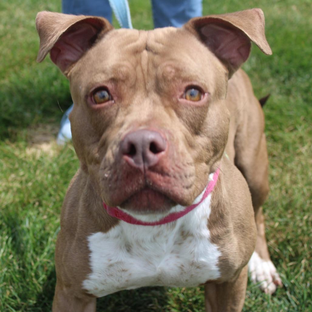 Enlarge Queen, a Adoptable Pit Bull Terrier in Champaign, IL image 3/4