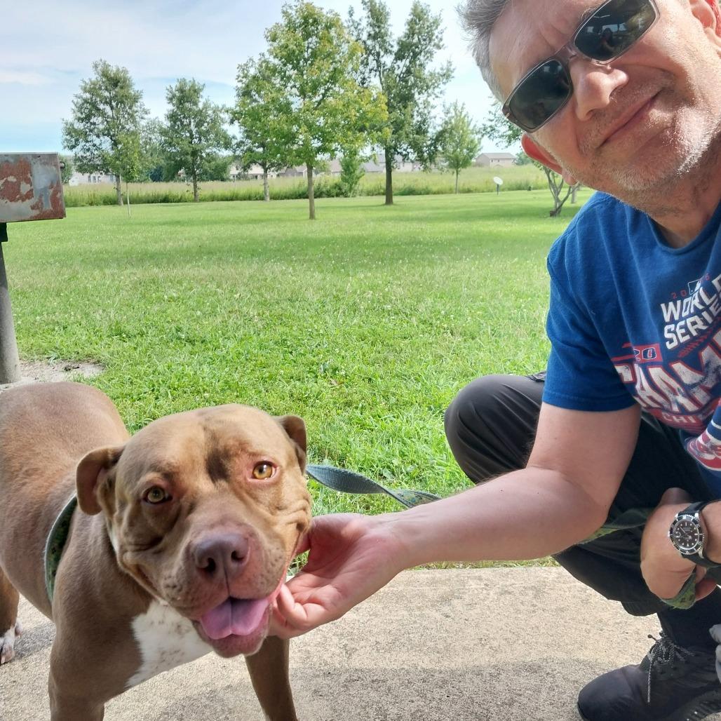 Enlarge Queen, a Adoptable Pit Bull Terrier in Champaign, IL image 4/4
