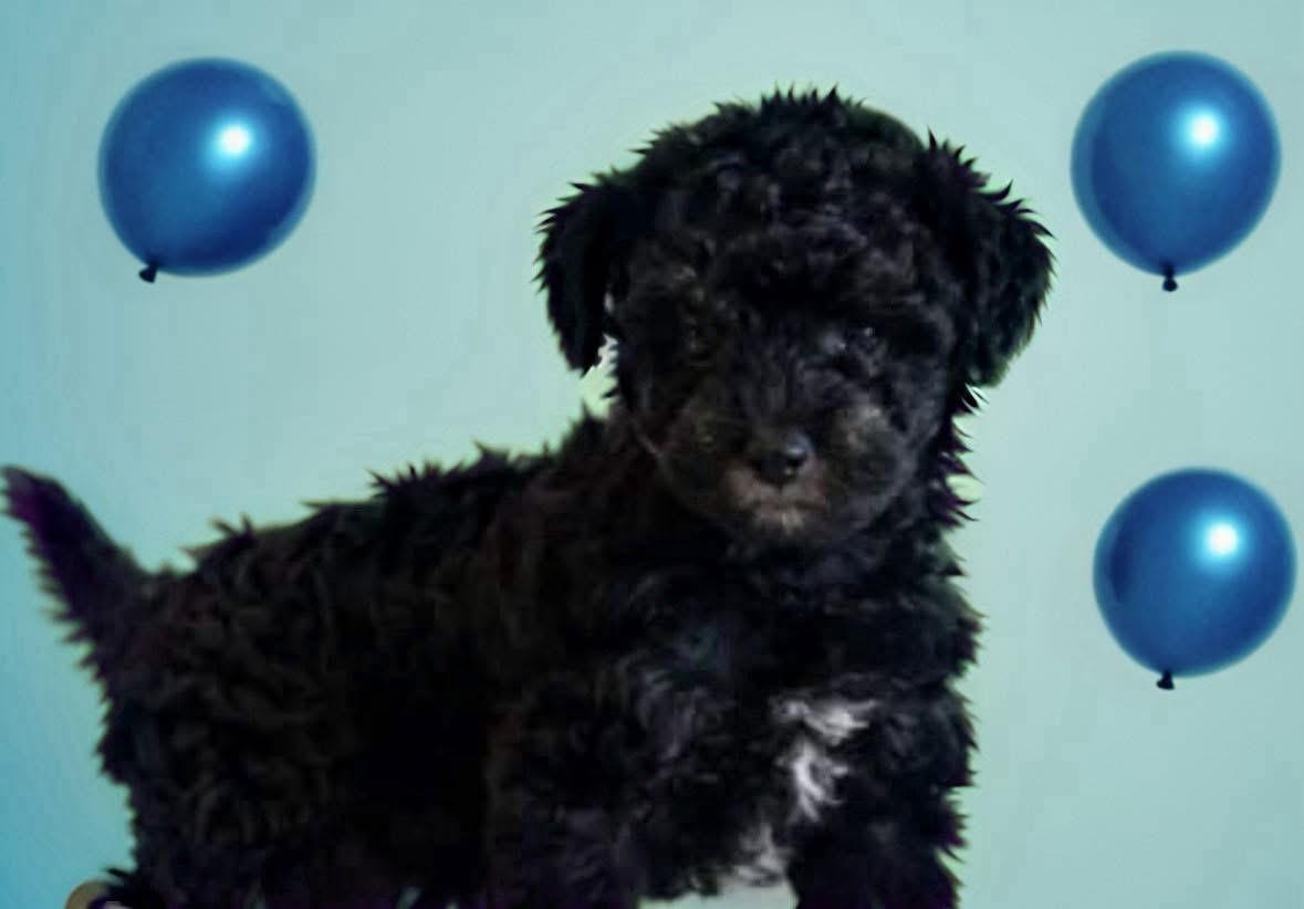 Enlarge Curly, a ADOPTABLE mixed breed in Woodbury, NJ image 1/1