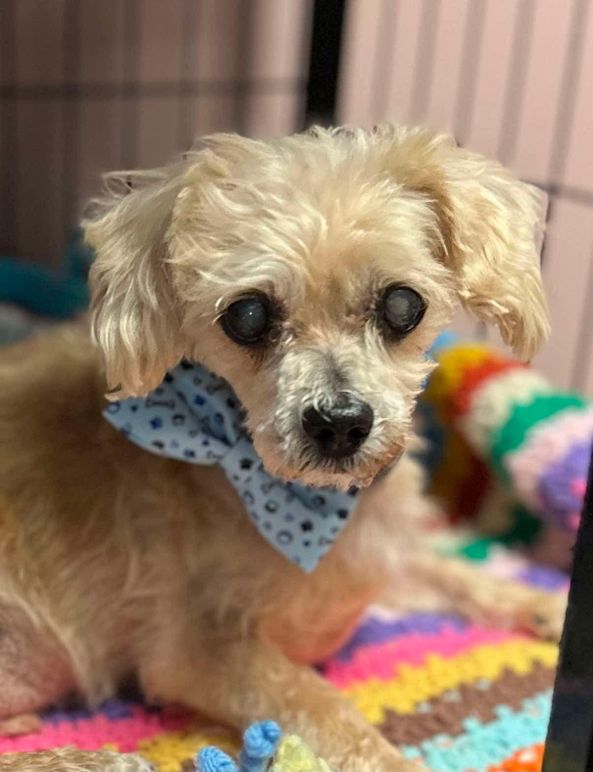 Sully, Adoptable, Senior Male Shih Tzu & Yorkshire Terrier.