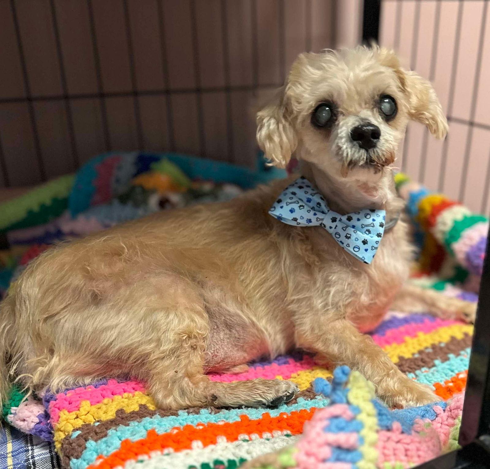 Sully, a Adoptable mixed breed in Lewistown, PA image 2/3