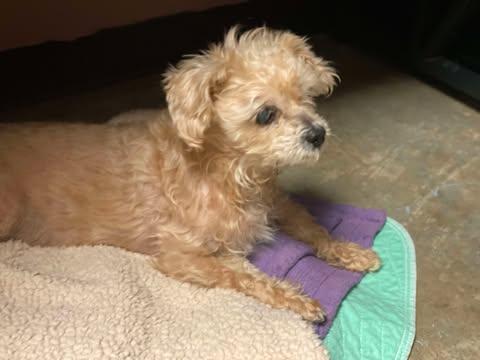 Sully, a Adoptable mixed breed in Lewistown, PA image 3/3