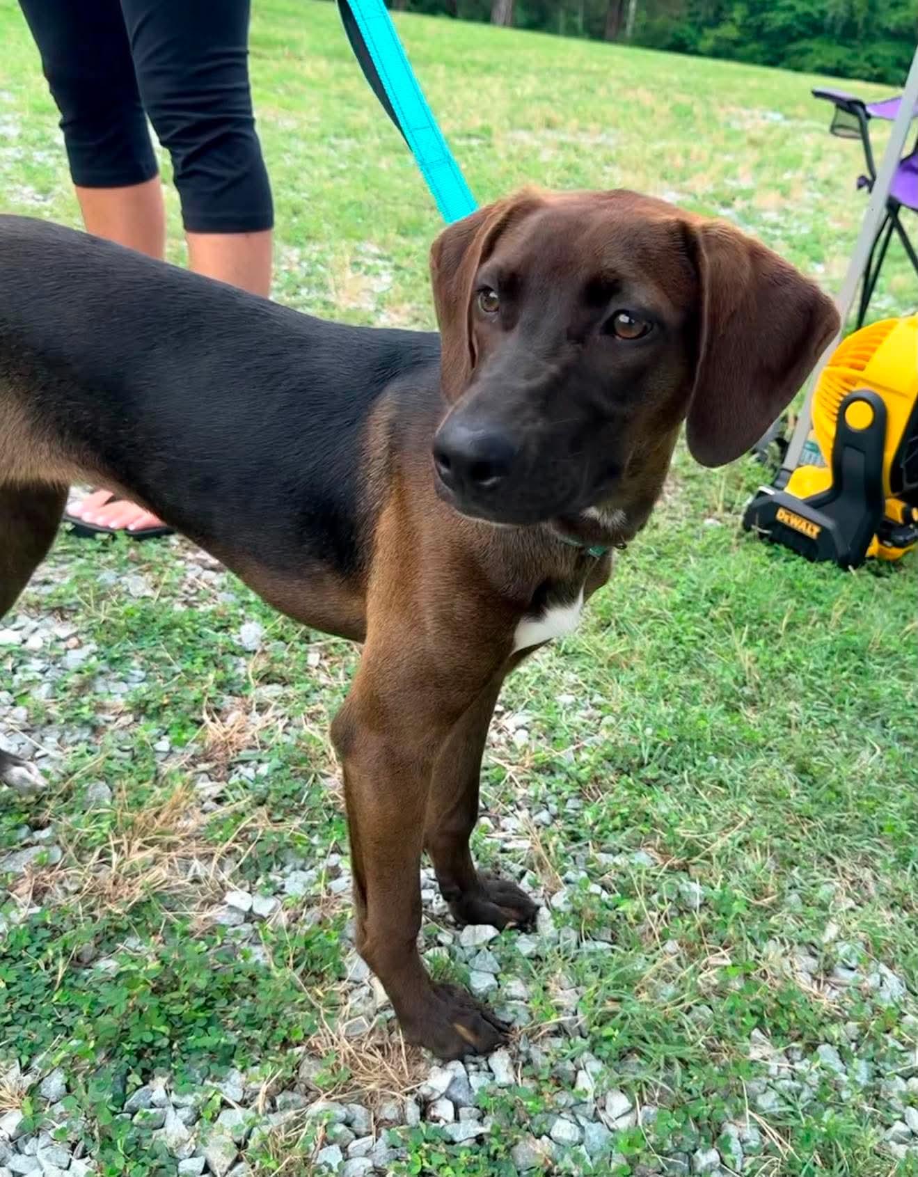 River, a Adoptable Hound in Roxboro, NC image 1/3