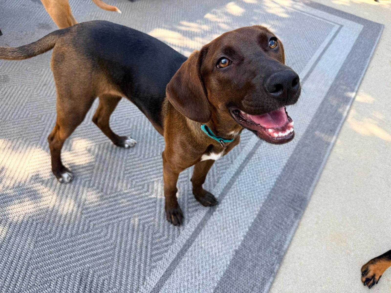 River, Adoptable, Young Female Hound.