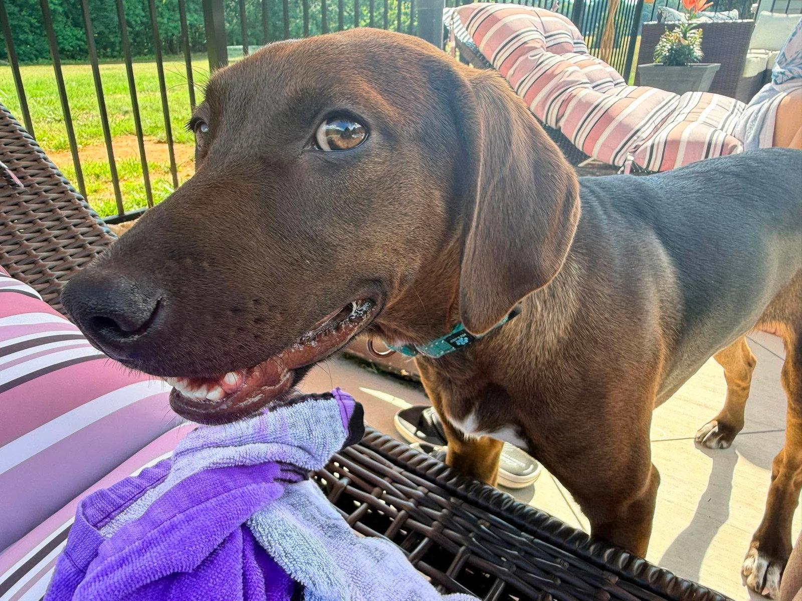 Enlarge River, a Adoptable Hound in Roxboro, NC image 2/3