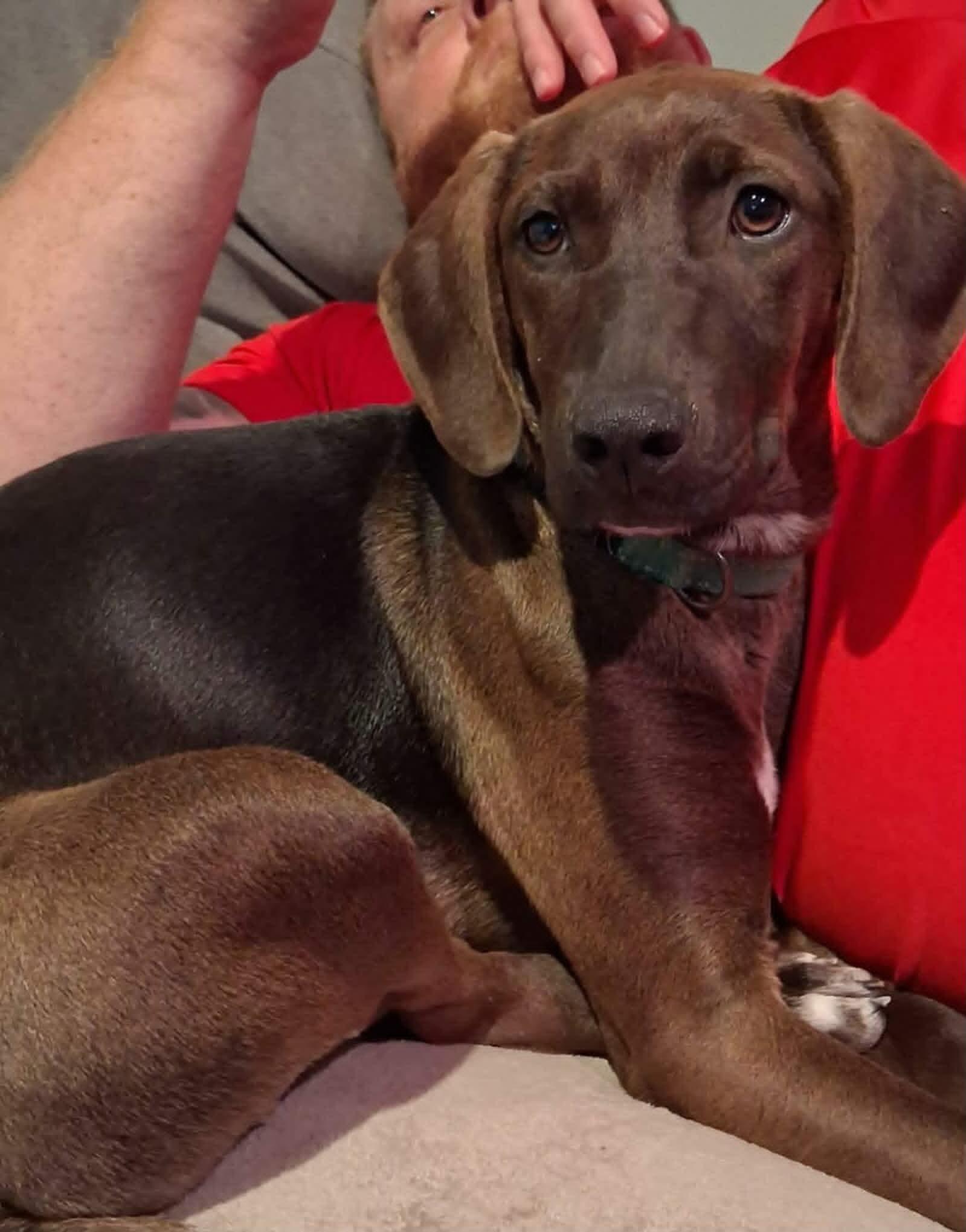 Enlarge River, a Adoptable Hound in Roxboro, NC image 3/3