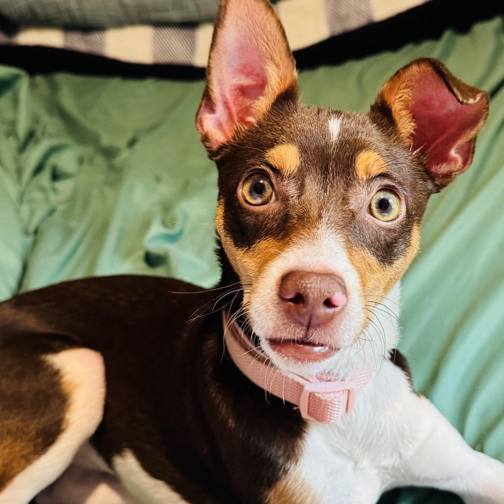 Churro, Adoptable, Young Female Rat Terrier.