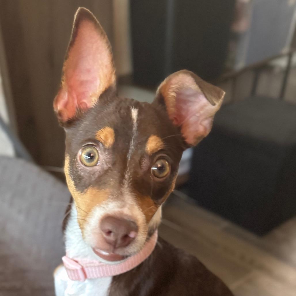 Churro, a Adoptable Rat Terrier in Gulfport, MS image 2/2
