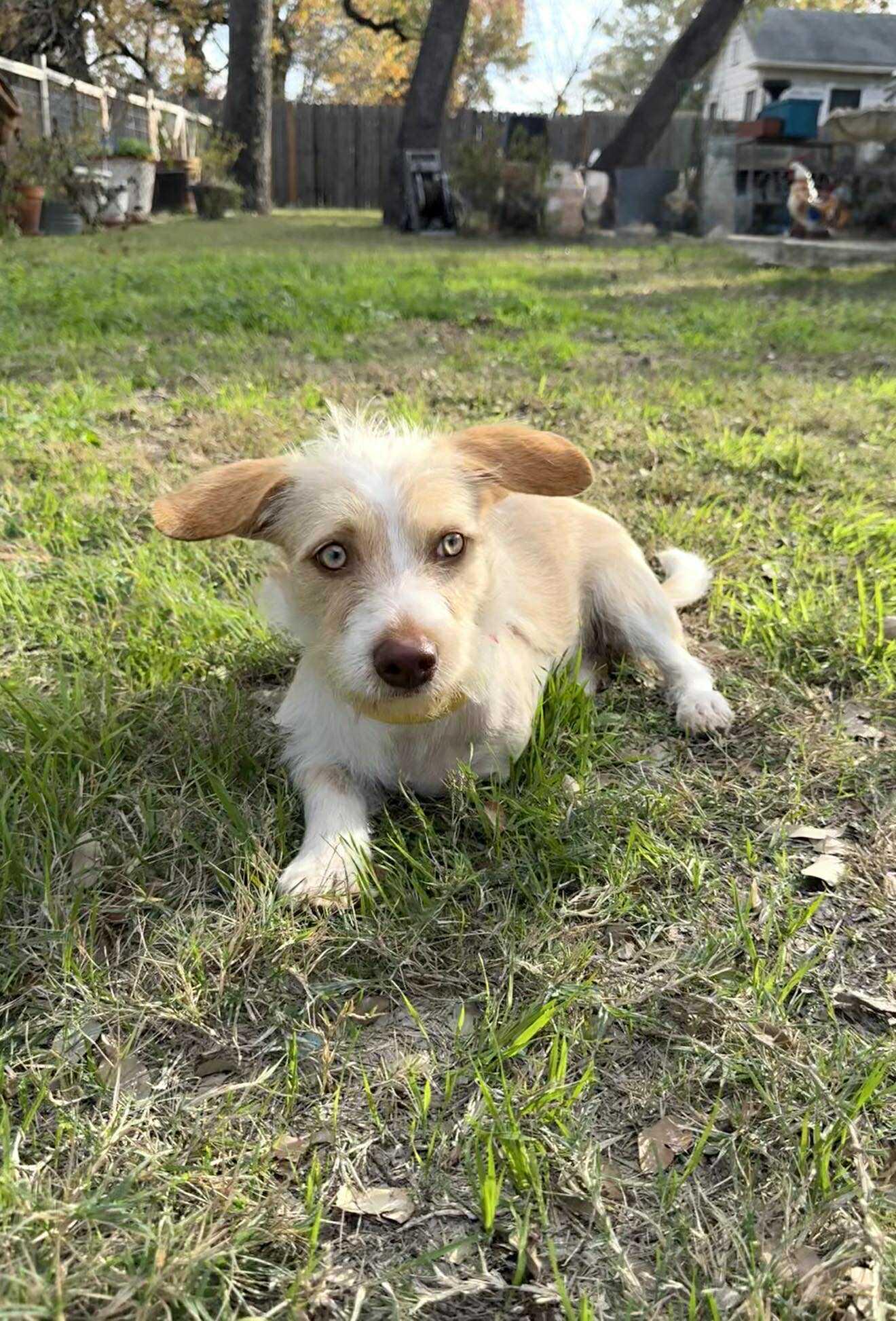 Enlarge Sawyer the adorable scruffy tripod with gorgeous eyes, a ADOPTABLE mixed breed in Lockhart, TX image 2/5