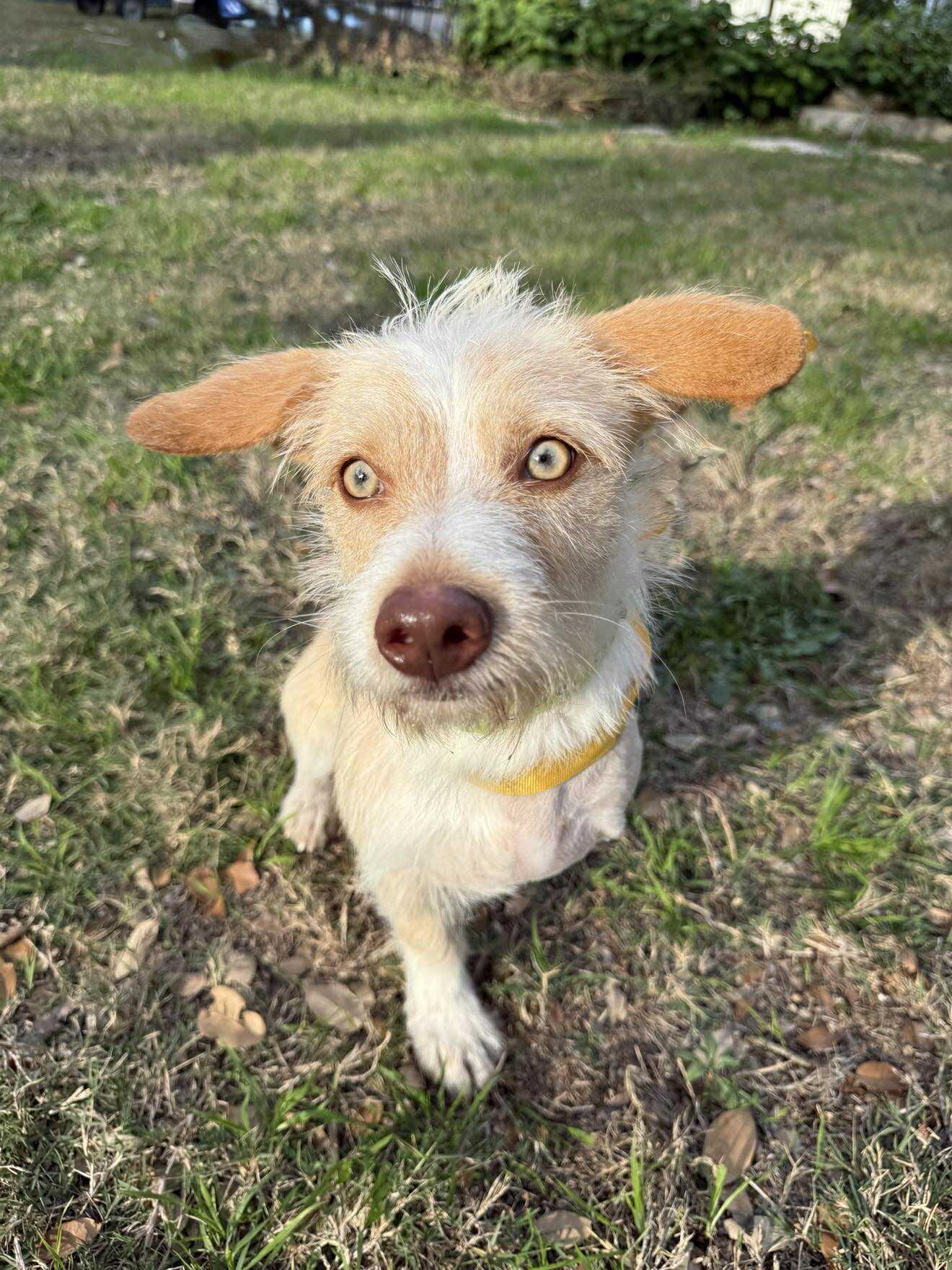 Enlarge Sawyer the adorable scruffy tripod with gorgeous eyes, a ADOPTABLE mixed breed in Lockhart, TX image 5/5