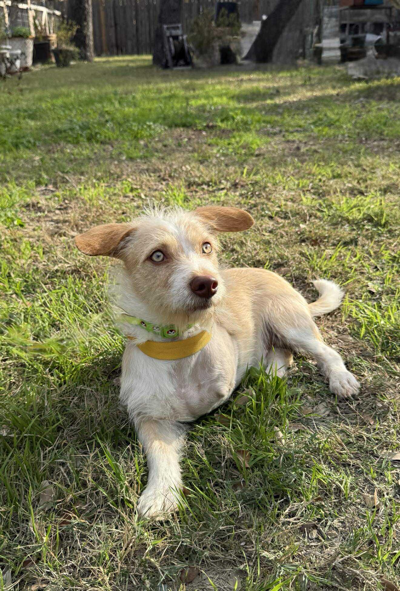 Sawyer the adorable scruffy tripod with gorgeous eyes, ADOPTABLE, Young Male Terrier.
