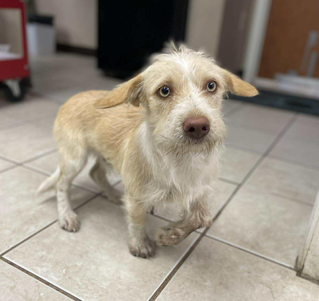 Enlarge Sawyer the adorable scruffy tripod with gorgeous eyes, a ADOPTABLE mixed breed in Lockhart, TX image 3/5