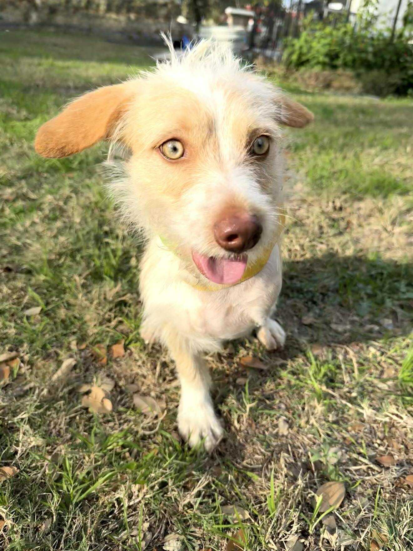 Enlarge Sawyer the adorable scruffy tripod with gorgeous eyes, a ADOPTABLE mixed breed in Lockhart, TX image 4/5