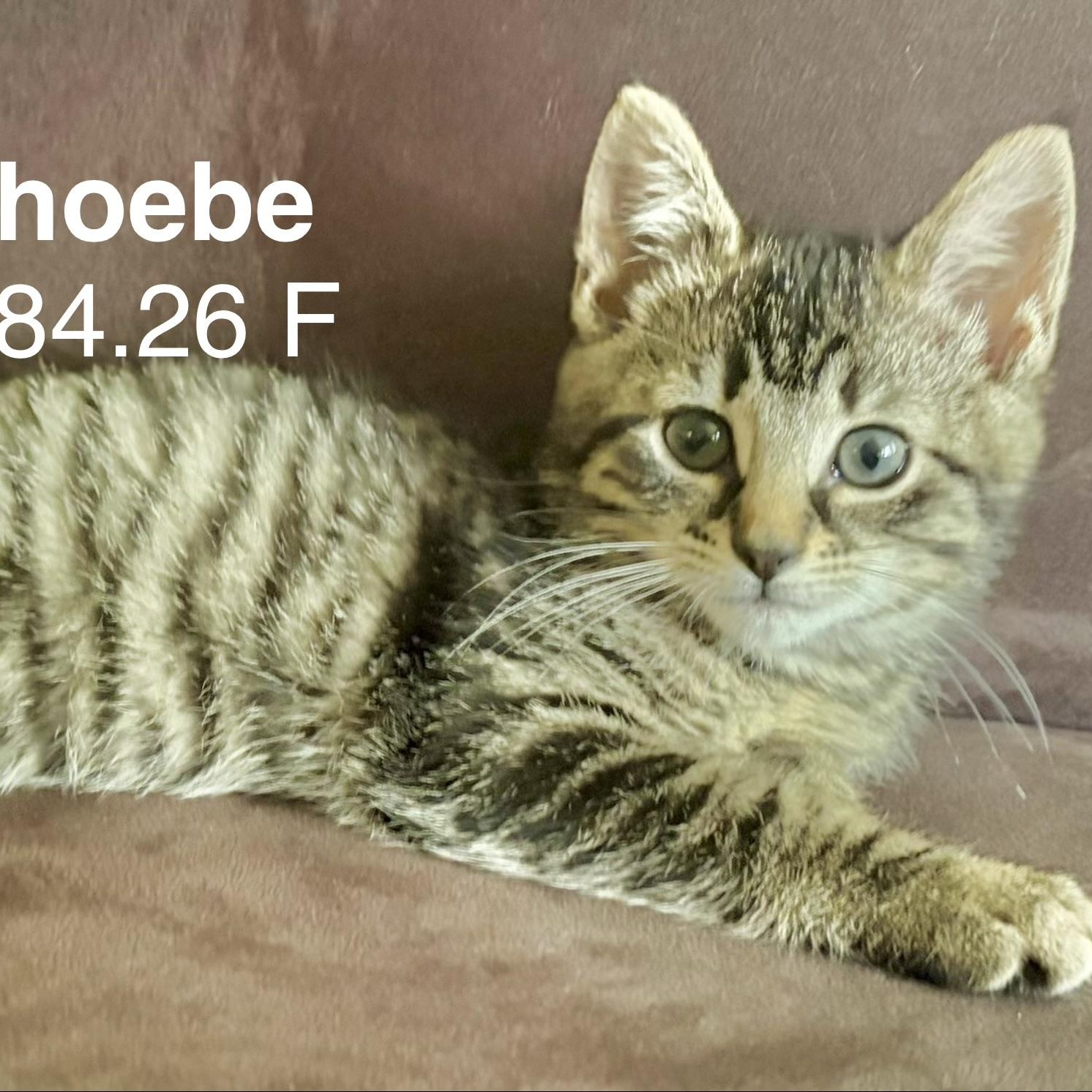 Foster Phoebe, Adoptable, Kitten Female Domestic Short Hair & Tiger.
